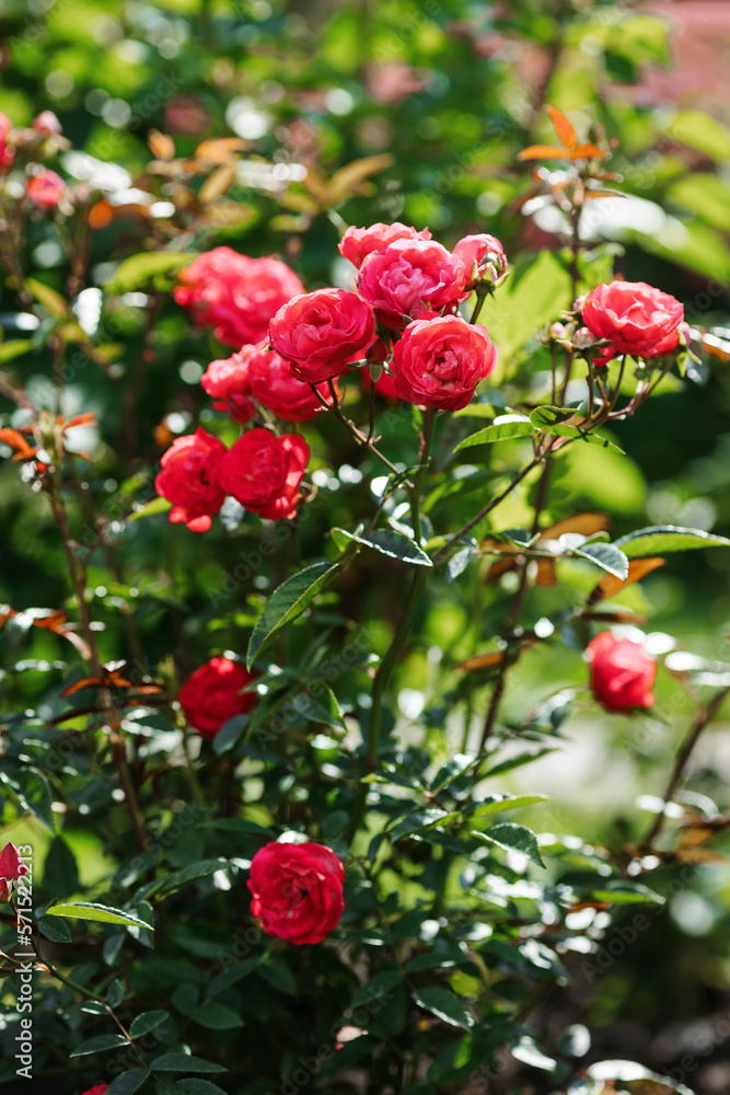 Obraz premium English rose in the botanical garden