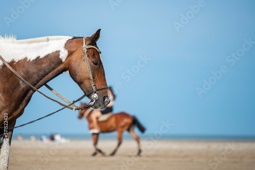 Retrato de caballo en la playa