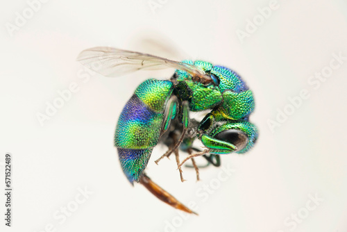 Cuckoo wasp, Chrysidea falsa, Satara, Maharashtra