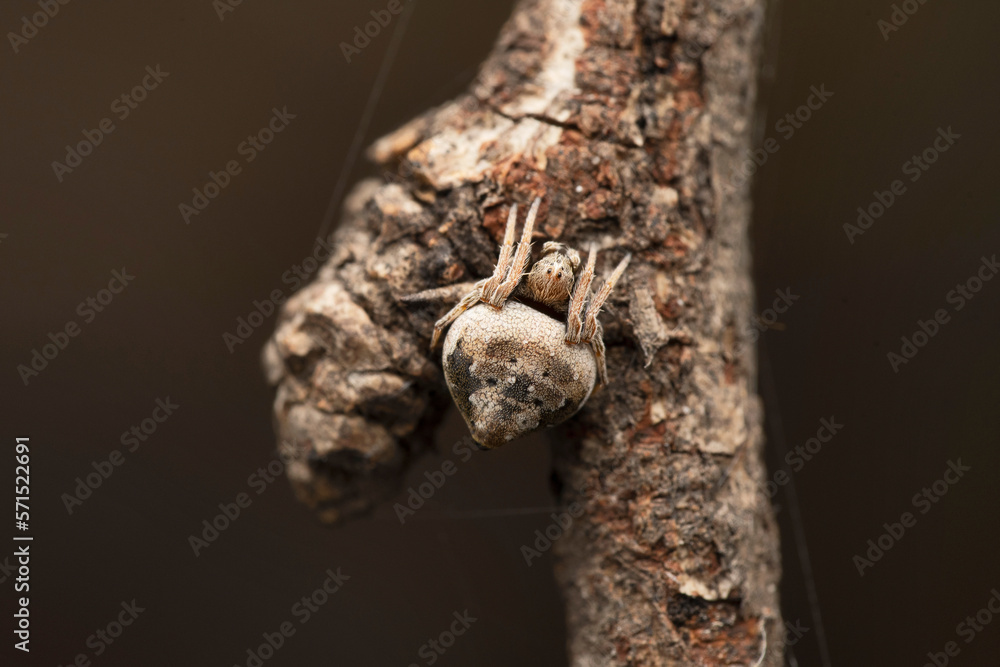 Orb weaver spider, Eriovixia laglaizei, Satara, Maharashtra