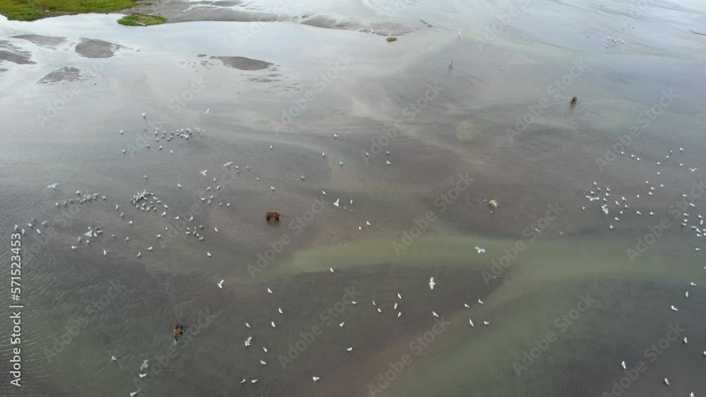 Drone shot of wolves and bears hunting salmon in a shallow lagoon of in the Aleutian Islands, Alaska.