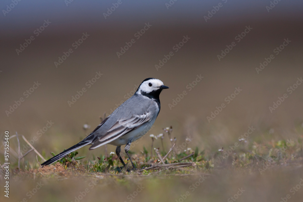 little bird on the grass, White Wagtail, Motacilla alba little bird on the grass, White Wagtail, Motacilla alba