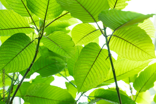 Kratom leaves green leafy plants to have benefits to help reduce fat. 