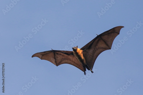Indian flying fox bat on the fly,  Pteropus, giganteus