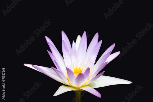 Beautiful purple water lily. Lotus flower on dark background.