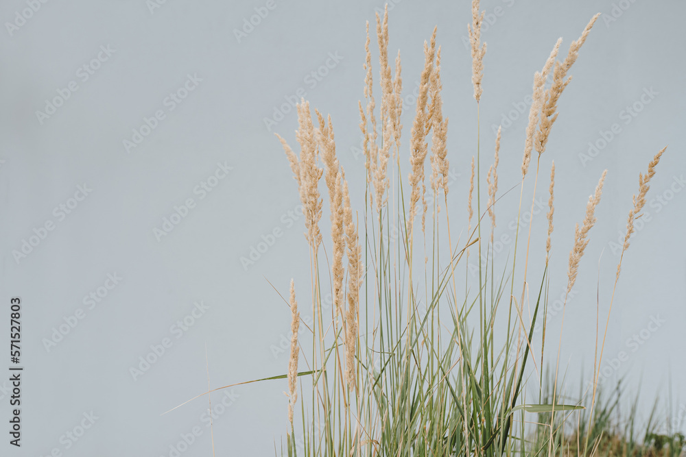 Elegant thin dry grass stems. Beautiful background with neutral colours. Minimal, stylish, trendy concept with copy space. Aesthetic Parisian vibes Elegant thin dry grass stems. Beautiful background with neutral colours. Minimal, stylish, trendy concept with copy space. Aesthetic Parisian vibes