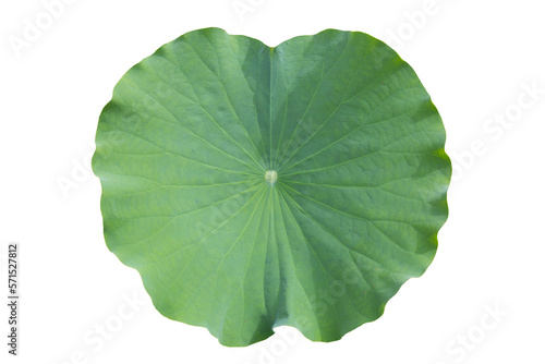 Green leaf of lotus flower