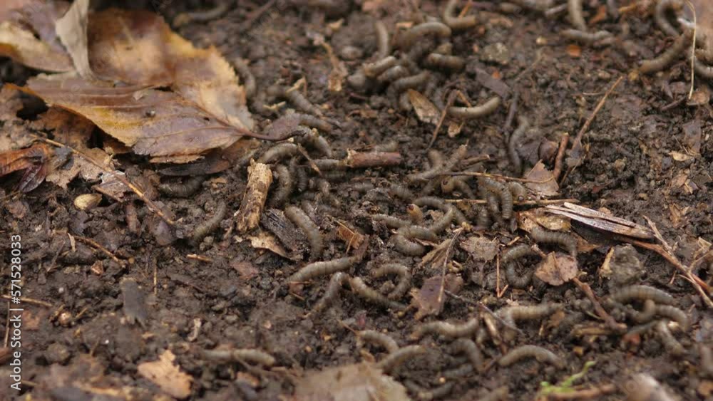 Worms among the autumn leaves in the wood. The mushroom picker pushes the leaves apart with a stick in search of autumn mushrooms. Autumn weather on forest path Worms among the autumn leaves in the wood. The mushroom picker pushes the leaves apart with a stick in search of autumn mushrooms. Autumn weather on forest path