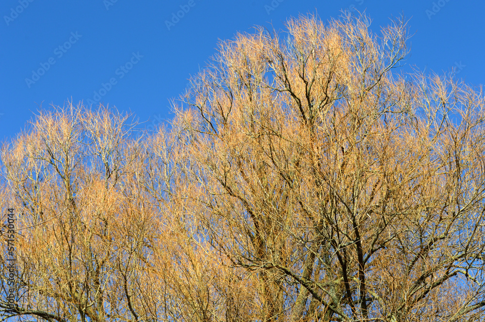 Trauerweide oder Hängeweide im Februar Trauerweide oder Hängeweide im Februar