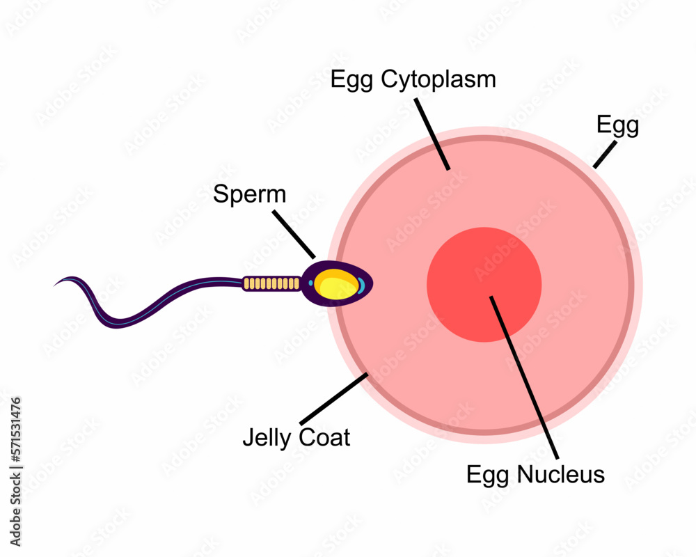 Human sexual reproductive system, female egg anatomy structure. Stock