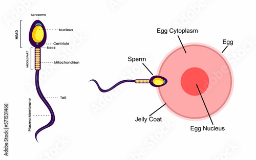 Human sexual reproductive system, Woman egg and man sperm anatomy structure with naming,