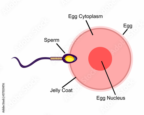 Human sexual reproductive system, female egg anatomy structure.