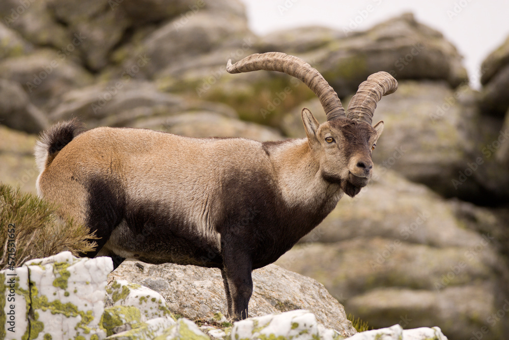 Spanish Iberian ibex (Capra pyrenaica)