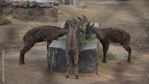 Herd of Goral eating together at a zoo. The gorals are four species in the genus Naemorhedus. They are small ungulates with a goat-like or antelope-like appearance photo