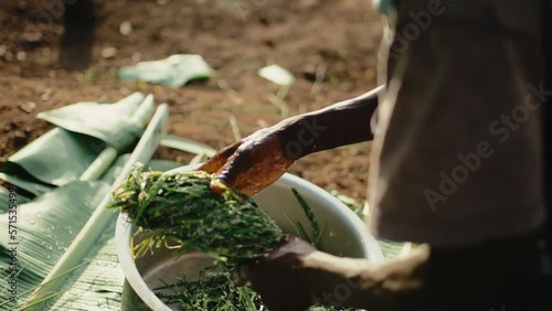 Spear grass used to squeeze out banana juice into pot to make Tonto in Uganda photo