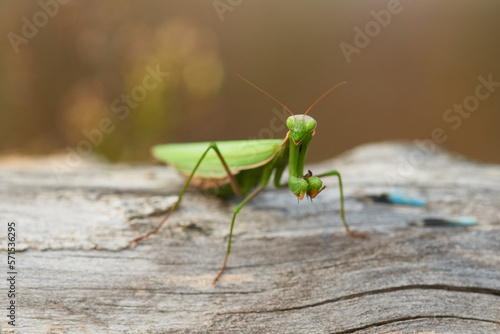  Europäische Gottesanbeterin (Mantis religiosa) mit erbeuteter Blauflügeliger Ödlandschrecke 