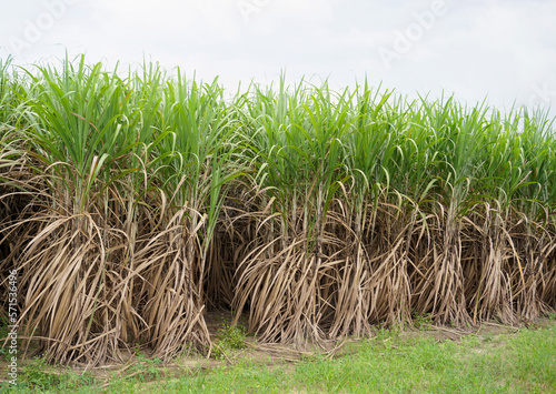 Sugarcane  growth in farm, Agriculture background