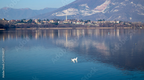 Reflection in the lake Annone, Lecco, lombardy,italy photo