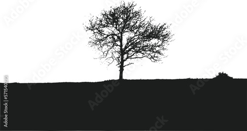 Tree silhouettes. Black and white vector illustration.