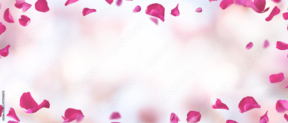 Wedding background with floating pink rose petals on transparent background. Concept for banner and love letters on he 14th of february and mother's day. PNG image