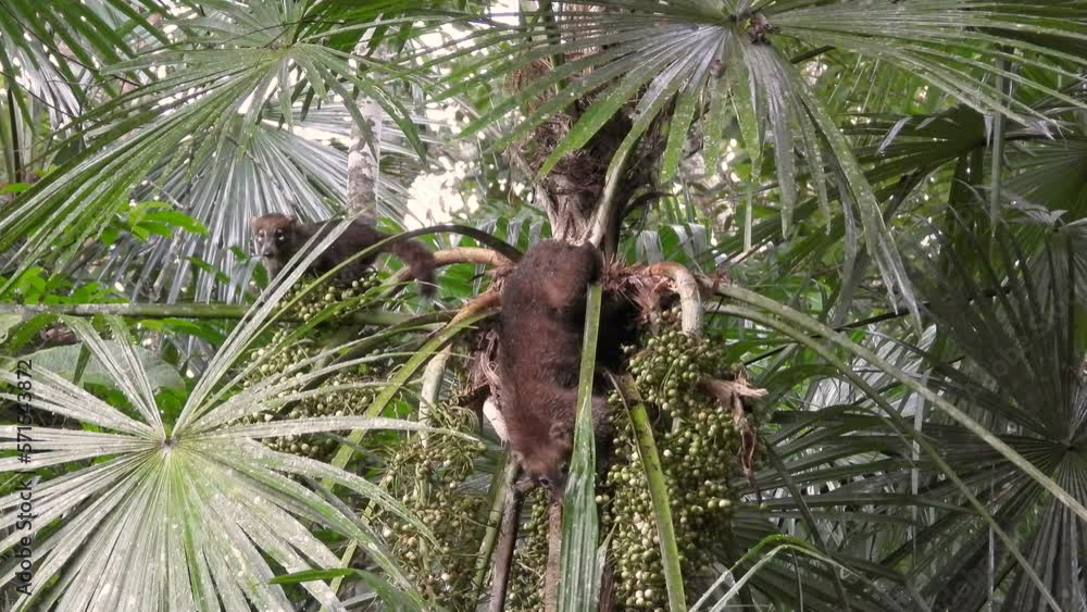 Wild Coati Seen Eating Berries From Tree On The Camino Del Oleoducto Trail. Locked Off Wild Coati Seen Eating Berries From Tree On The Camino Del Oleoducto Trail. Locked Off