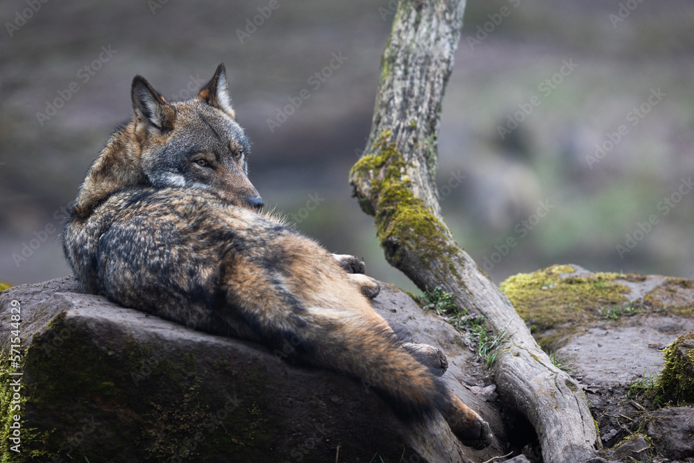 A grey wolf resting in the forest