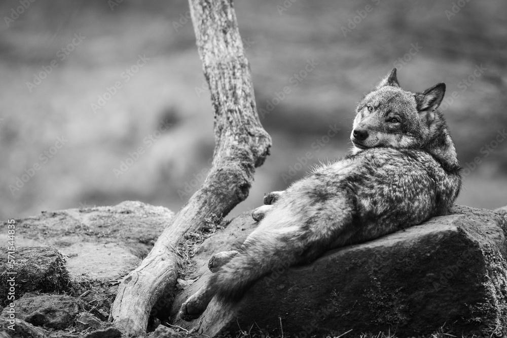 A grey wolf resting in the forest