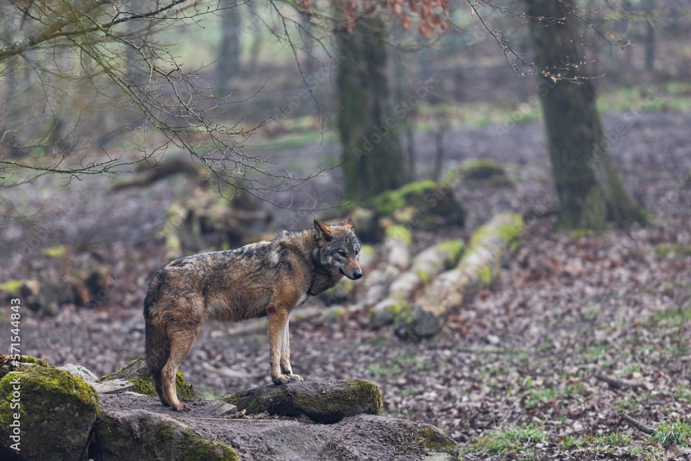 A grey wolf resting in the forest