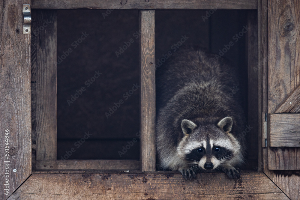 Portrait of a raccoon in the nature