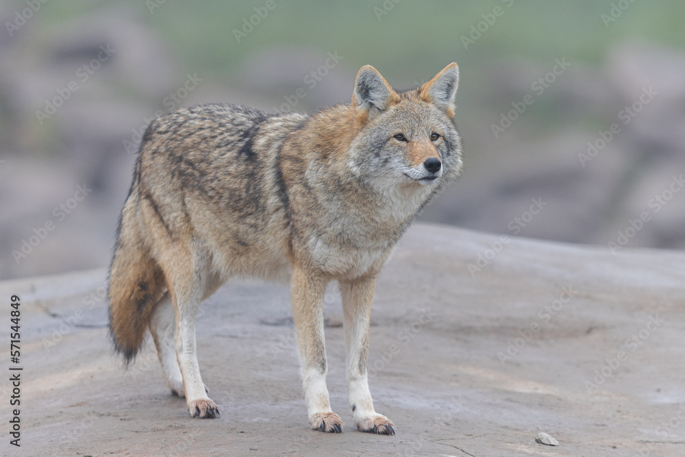 A coyote resting in the forest