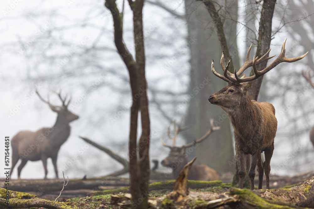 A red deer in the forest