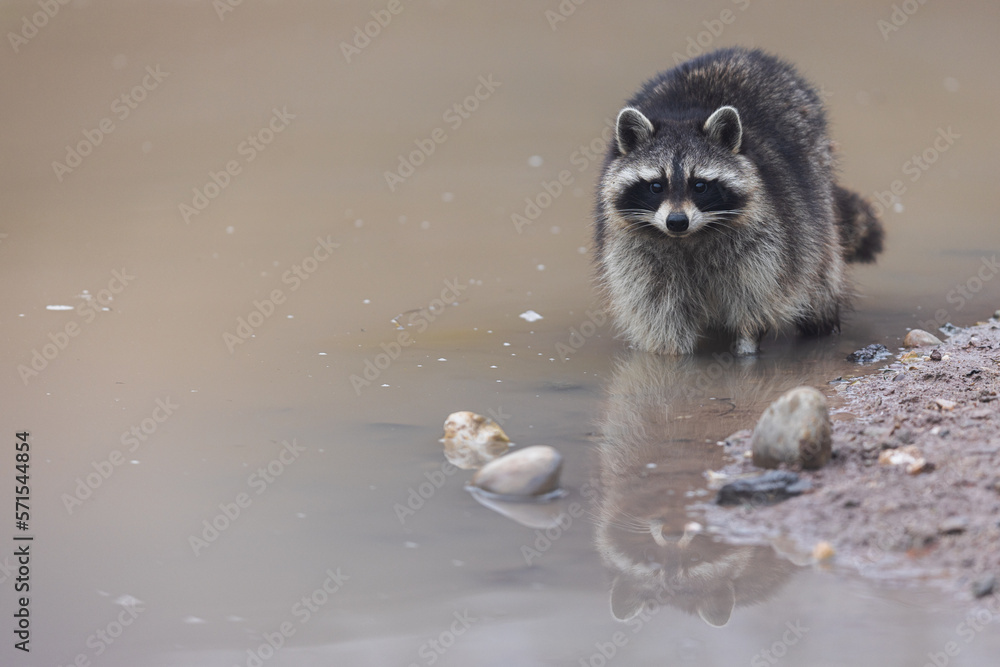 Portrait of a raccoon in the nature
