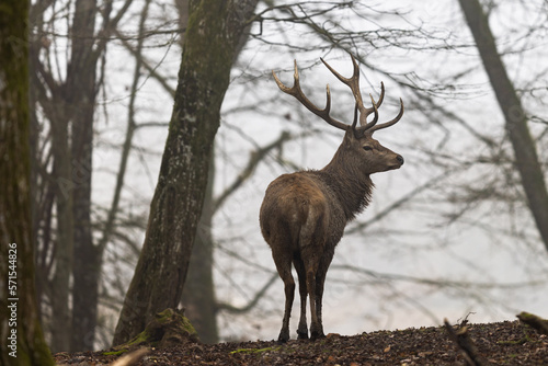 A red deer in the forest