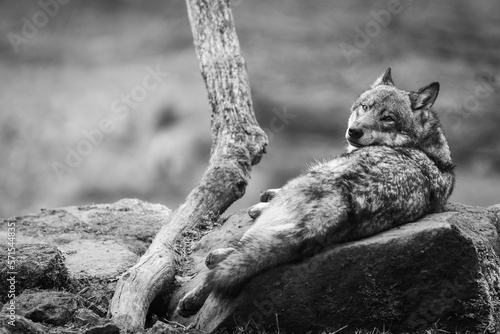 Obraz na płótnie A grey wolf resting in the forest w salonie