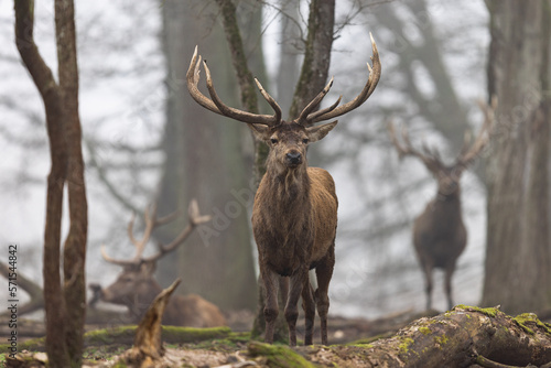Obraz na płótnie A red deer in the forest w salonie