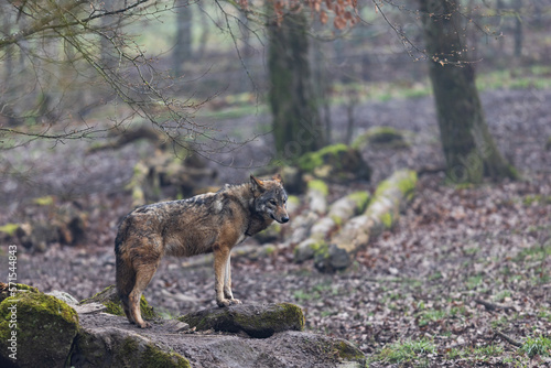 Obraz na płótnie A grey wolf resting in the forest w salonie