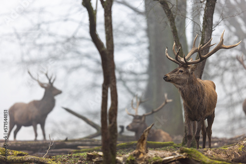 Obraz na płótnie A red deer in the forest w salonie