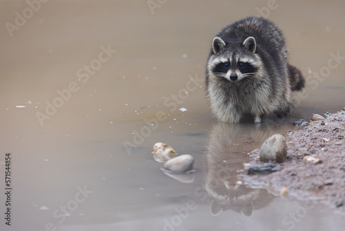 Obraz na płótnie Portrait of a raccoon in the nature w salonie