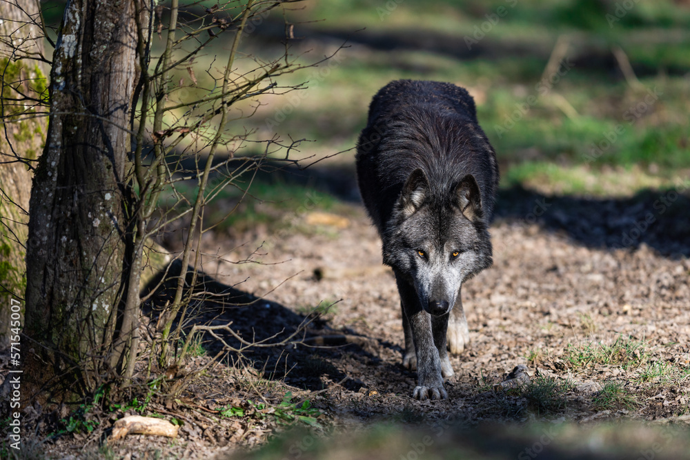 Potrait of a timberwolf family in the forest