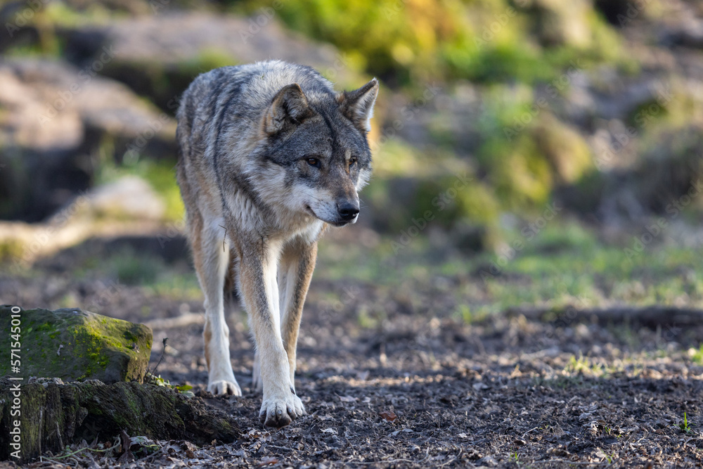 A grey wolf resting in the forest