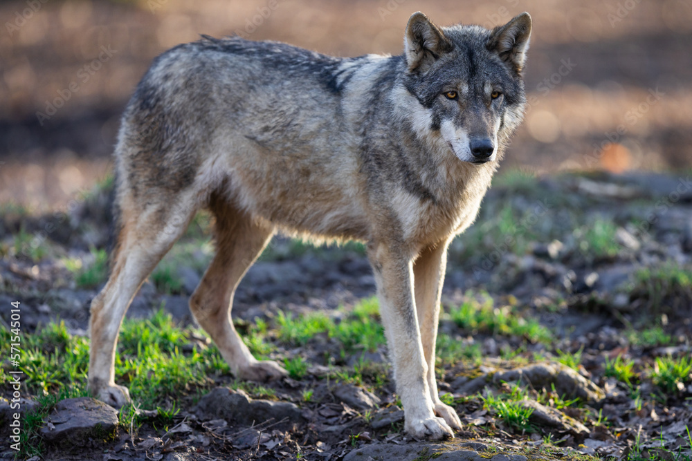 A grey wolf resting in the forest