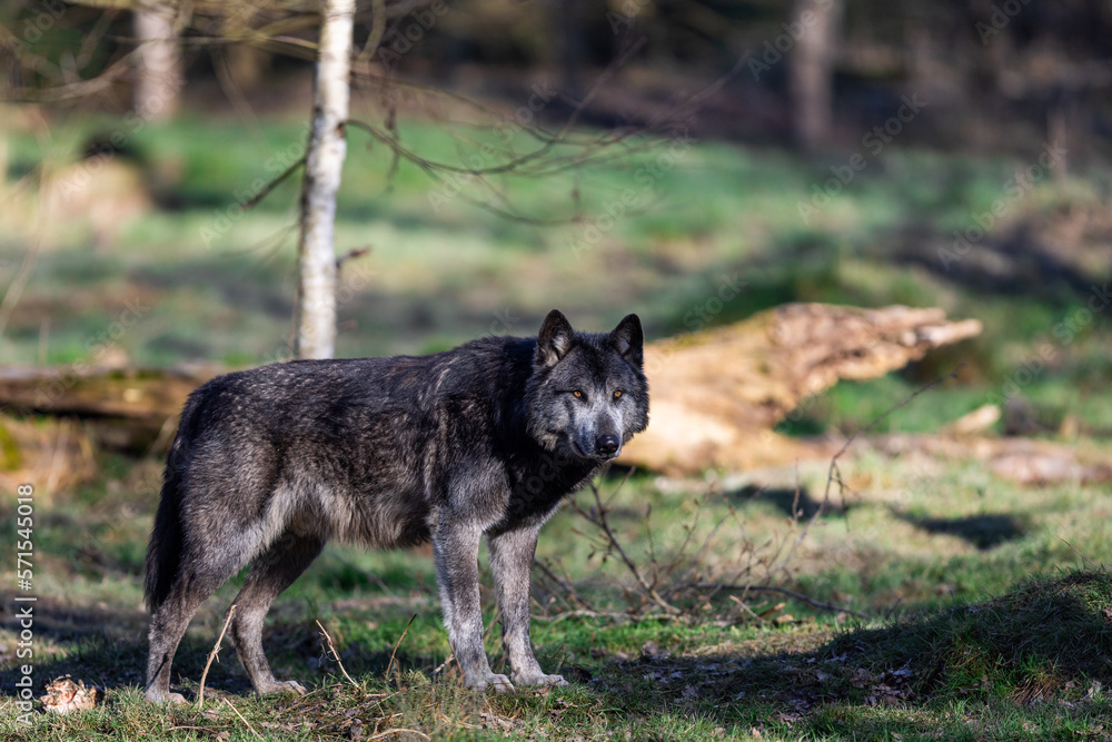 Potrait of a timberwolf family in the forest