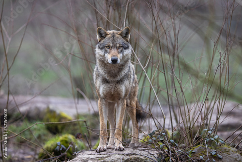Fototapeta Naklejka Na Ścianę i Meble -  A grey wolf resting in the forest