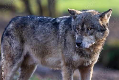 A grey wolf resting in the forest