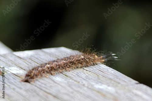 Raupe im Dschungel von Borneo