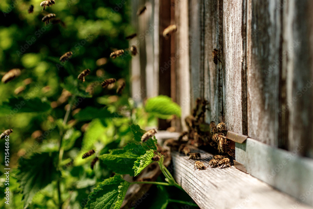Honey bees fly near a wooden hive. Worker bees. Apiculture Honey bees fly near a wooden hive. Worker bees. Apiculture
