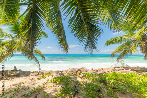 Palm trees and turquoise water in Anse Kerlan