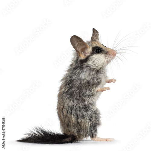 Scruffy Large eared dormouse aka Eliomys melanurus, standing on hind paws. Looking up and away from camera. Isolated on a white background.