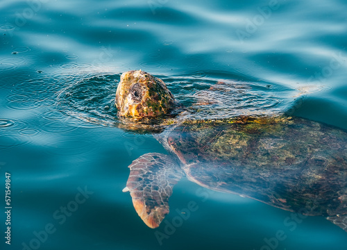 Loggerhead sea turtle underwater then emerging above water surface to catch fresh air sip. Beauty in nature concept photo on Cephalonia island, Greece.