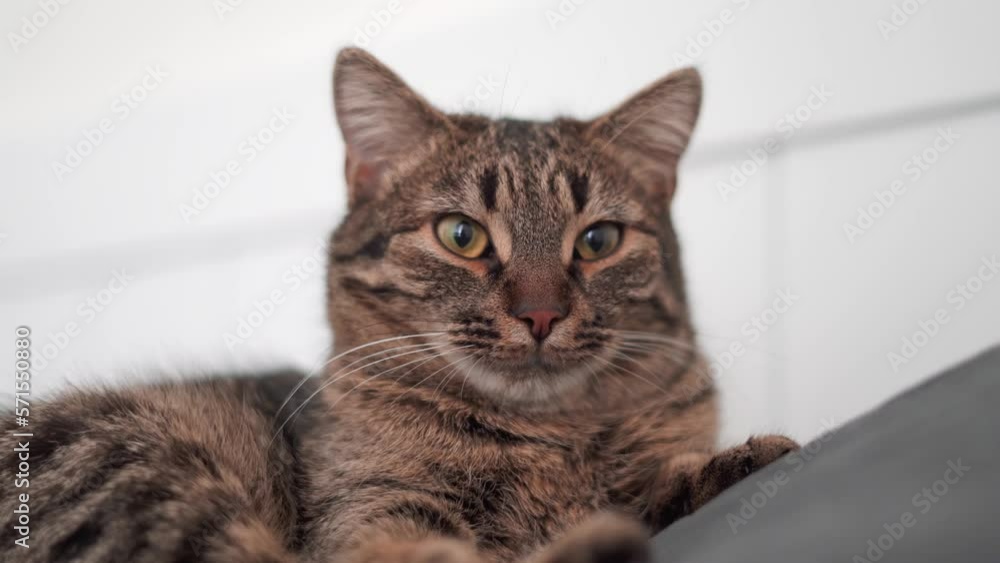 Serious cat video portrait, cat lying on the bed, grey tabby Serious cat video portrait, cat lying on the bed, grey tabby